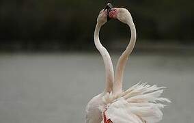 Greater Flamingo