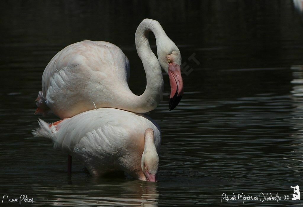 Greater Flamingo