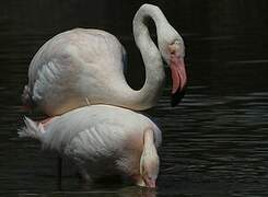 Flamant rose