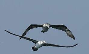 Northern Gannet