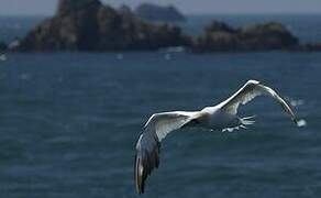 Northern Gannet