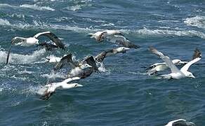 Northern Gannet
