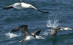 Northern Gannet