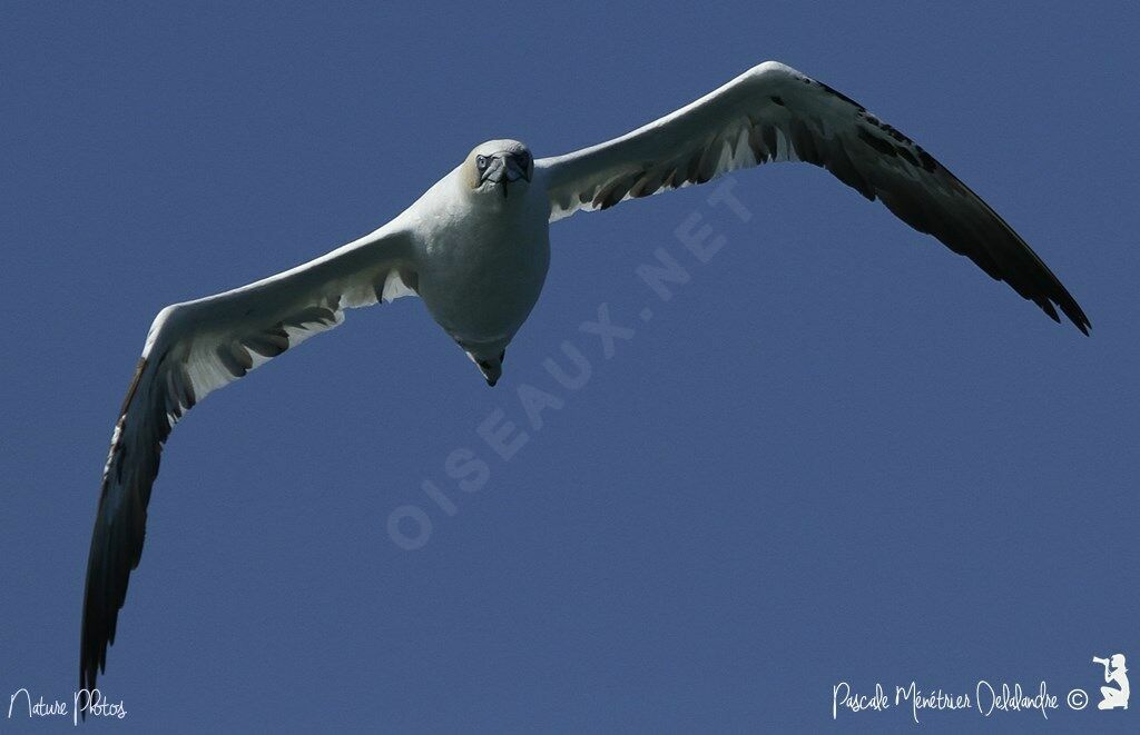 Northern Gannet