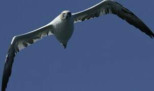 Northern Gannet