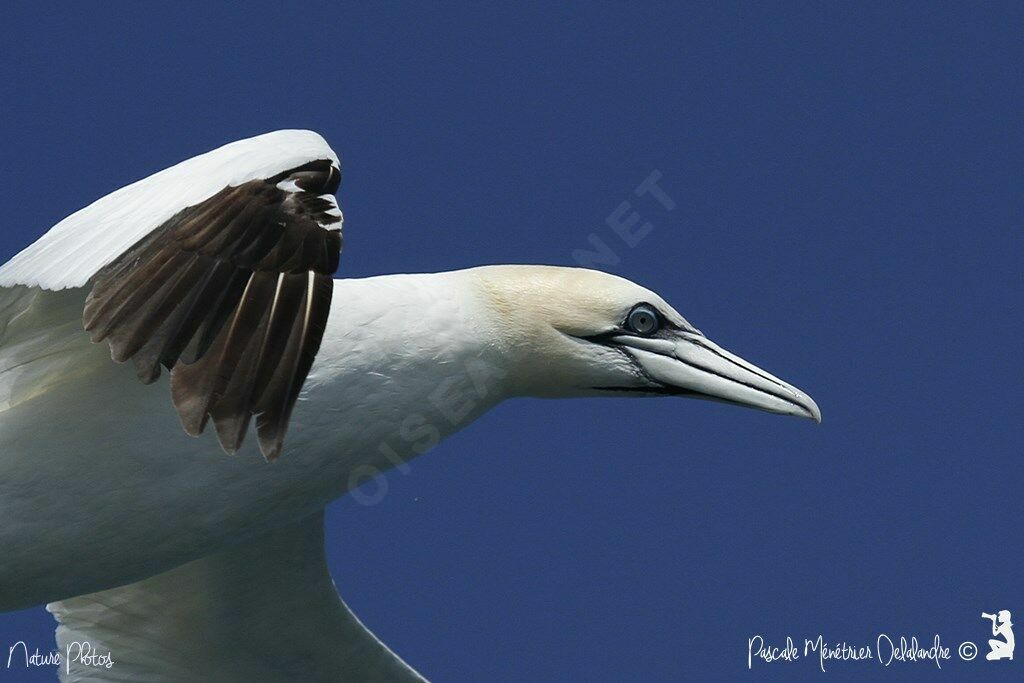 Northern Gannet