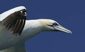 Northern Gannet