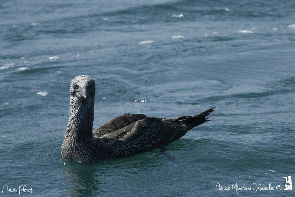 Northern Gannet