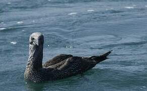 Northern Gannet