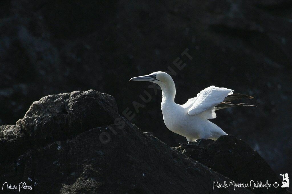 Northern Gannet