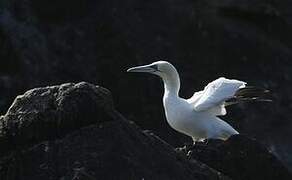 Northern Gannet