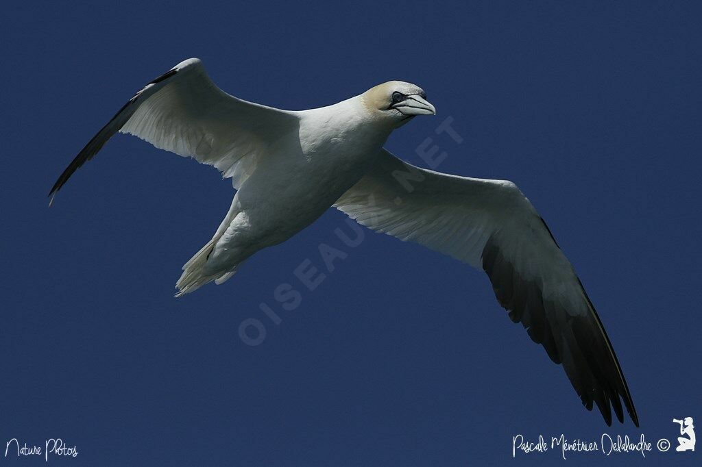 Northern Gannet