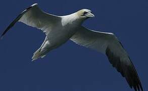 Northern Gannet