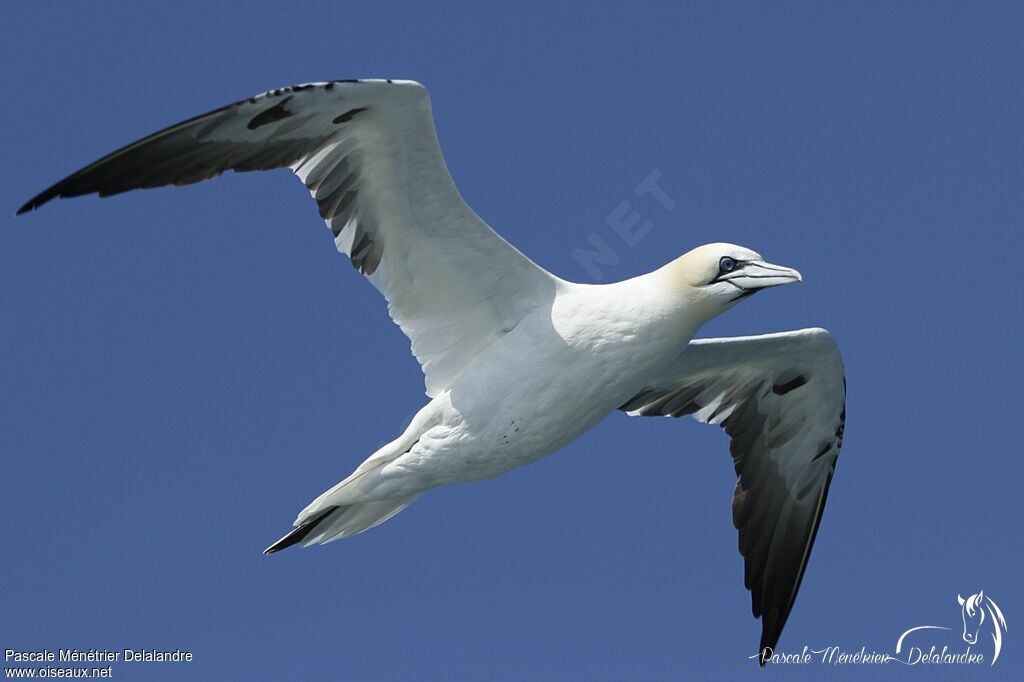 Northern Gannet