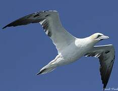 Northern Gannet