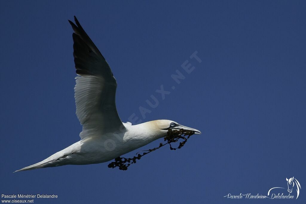 Northern Gannet