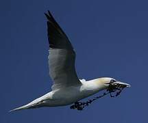 Northern Gannet