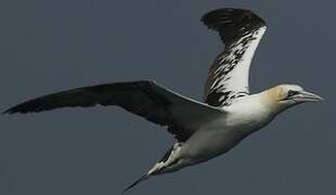 Northern Gannet