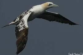 Northern Gannet