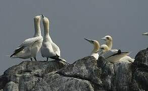 Northern Gannet