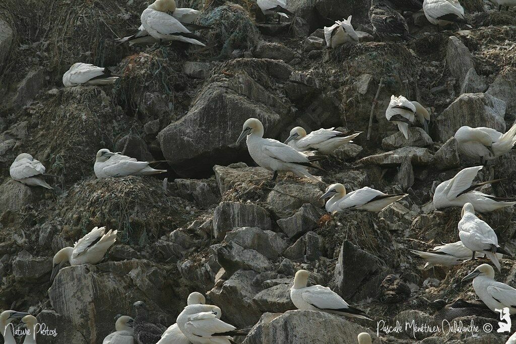 Northern Gannet