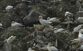 Northern Gannet