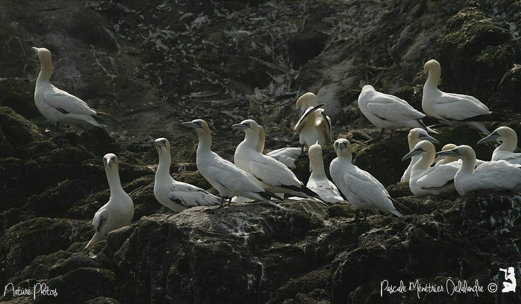 Northern Gannet