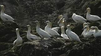 Northern Gannet