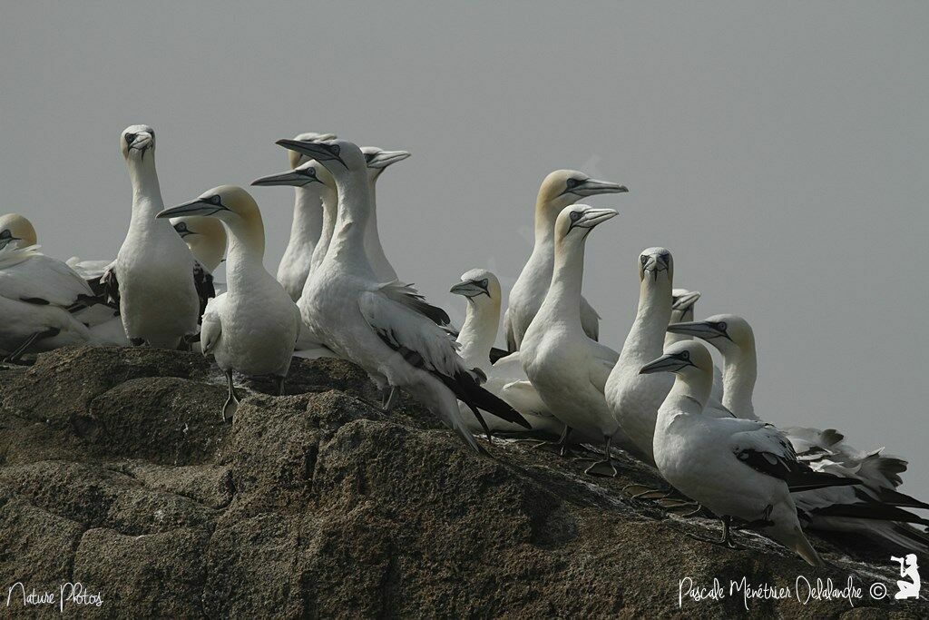 Northern Gannet