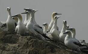 Northern Gannet