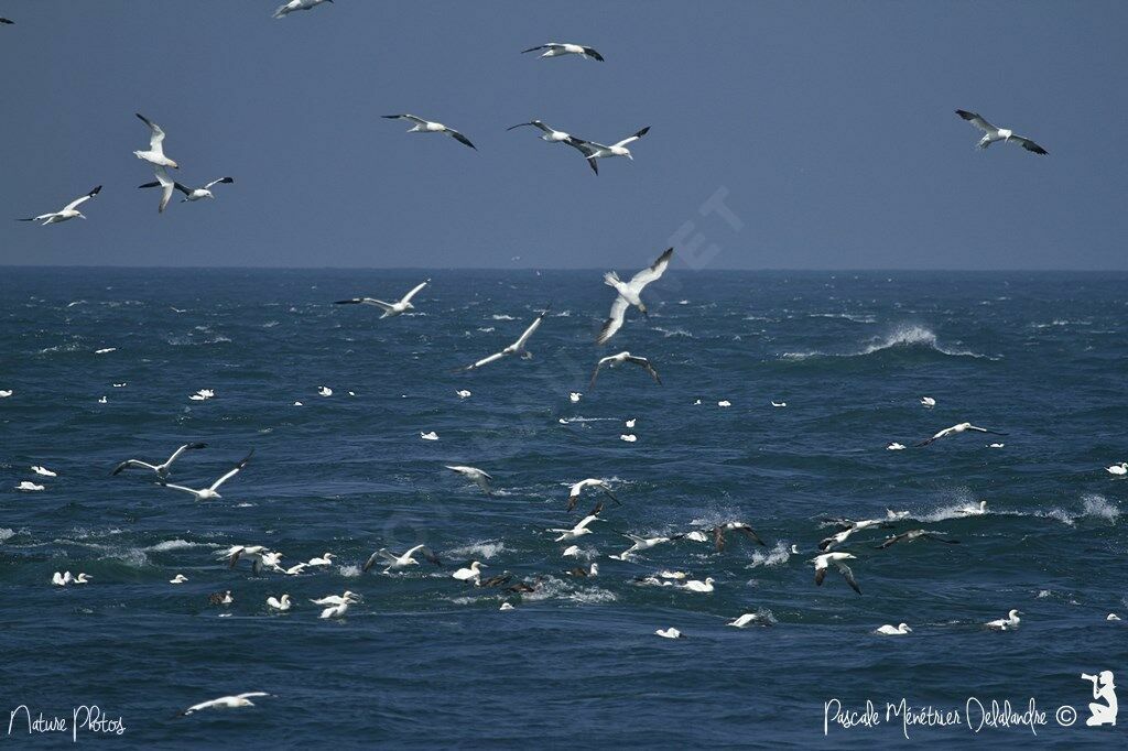 Northern Gannet