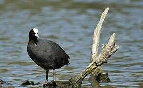 Eurasian Coot