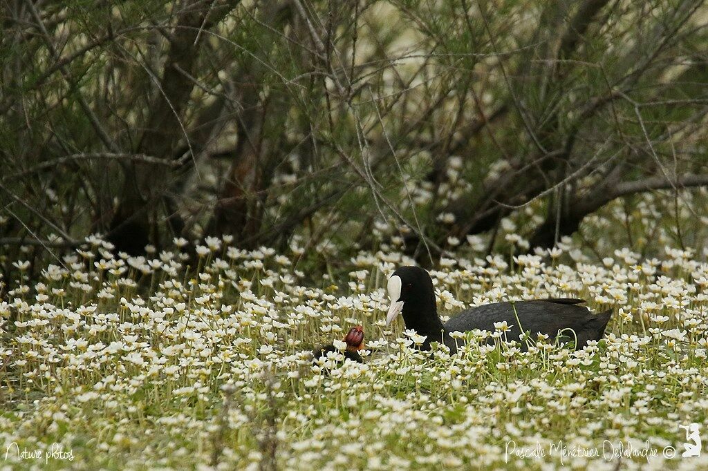 Eurasian Coot