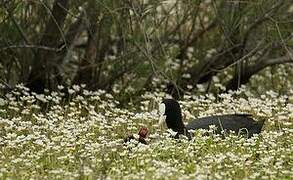 Eurasian Coot