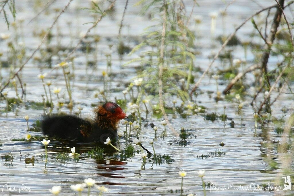 Eurasian CootPoussin