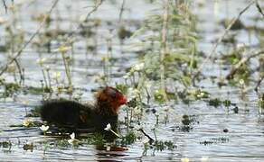 Eurasian Coot