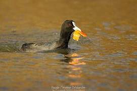 Eurasian Coot