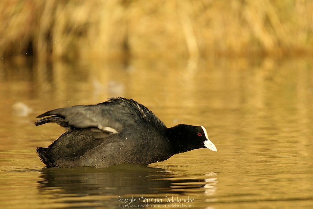 Eurasian Cootadult