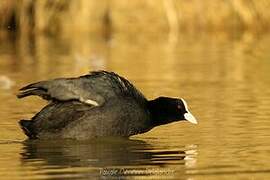 Eurasian Coot