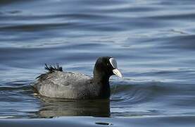 Eurasian Coot