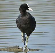 Eurasian Coot