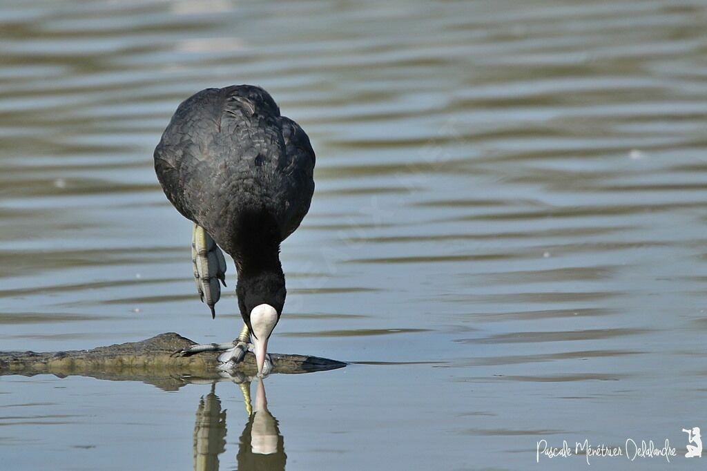 Eurasian Coot