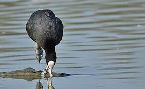 Eurasian Coot