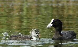 Eurasian Coot