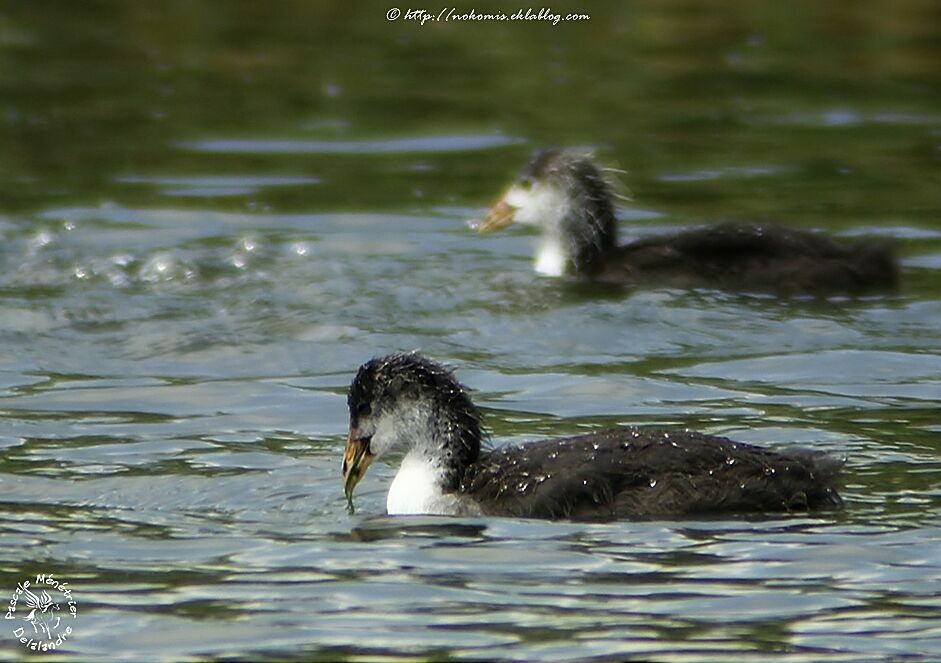 Eurasian Cootjuvenile