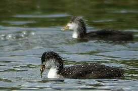 Eurasian Coot