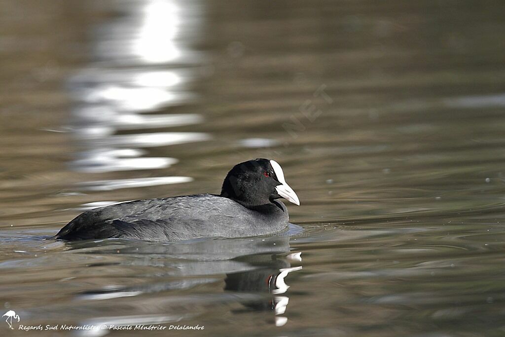 Eurasian Coot