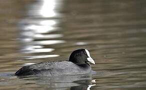 Eurasian Coot