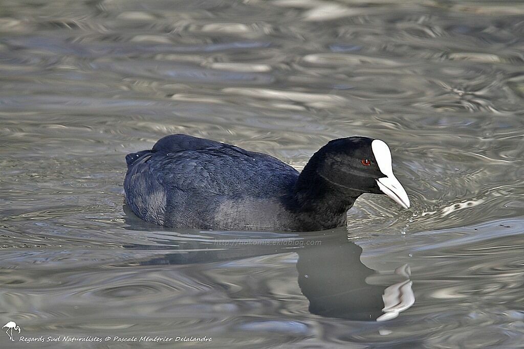 Eurasian Coot