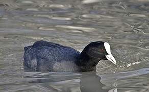 Eurasian Coot